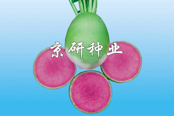 京脆2號（心里美類(lèi)型）