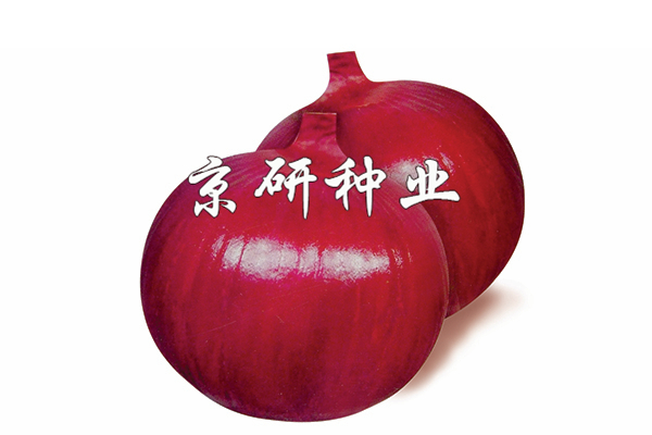 長(cháng)日赤紅玉蔥