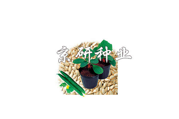 京欣砧6號（黃瓜專(zhuān)用砧木）