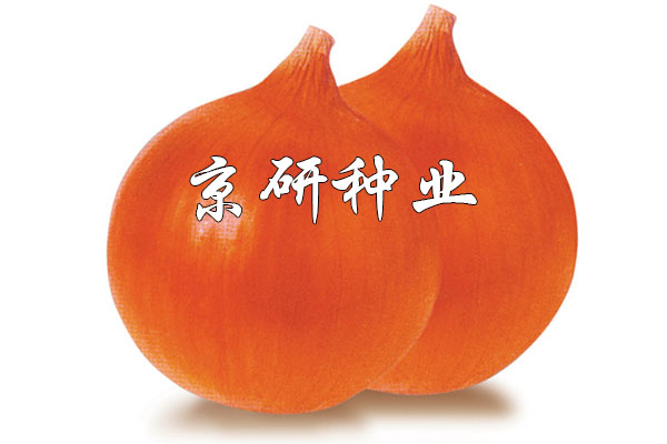 長(cháng)日金球