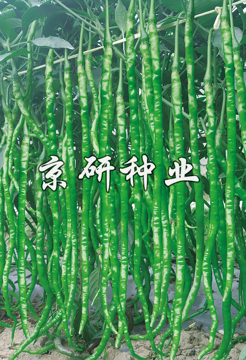 京美長(cháng)龍