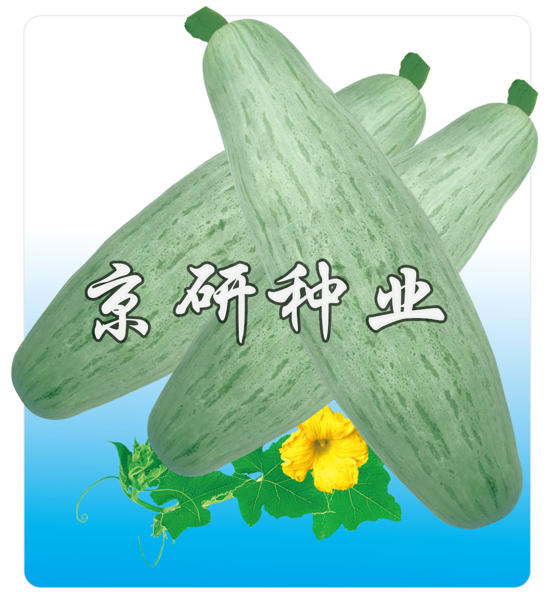 長(cháng)香栗1號