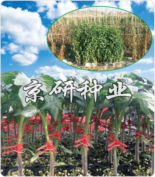 京番砧愛(ài)1號